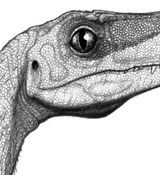 Coelophysis Bauri