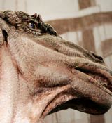 Iguanodon Image Courtesy of Flickr User HokutoSuisse