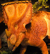Chasmosaurus