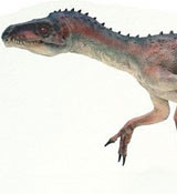 Eoraptor
