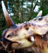 Styracosaurus