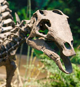 Camptosaurus