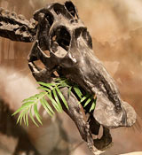 Maiasaura
