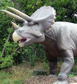Triceratops