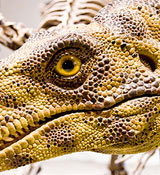 Herrerasaurus