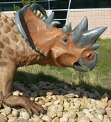 Pachyrhinosaurus