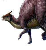 Saurolophus