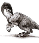 Velociraptor Art