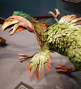 Caudipteryx