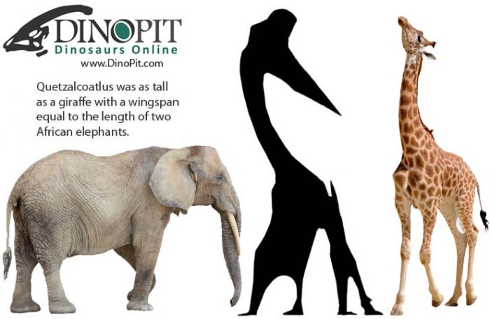 The Incredible Size of Quetzalcoatlus - DinoPit